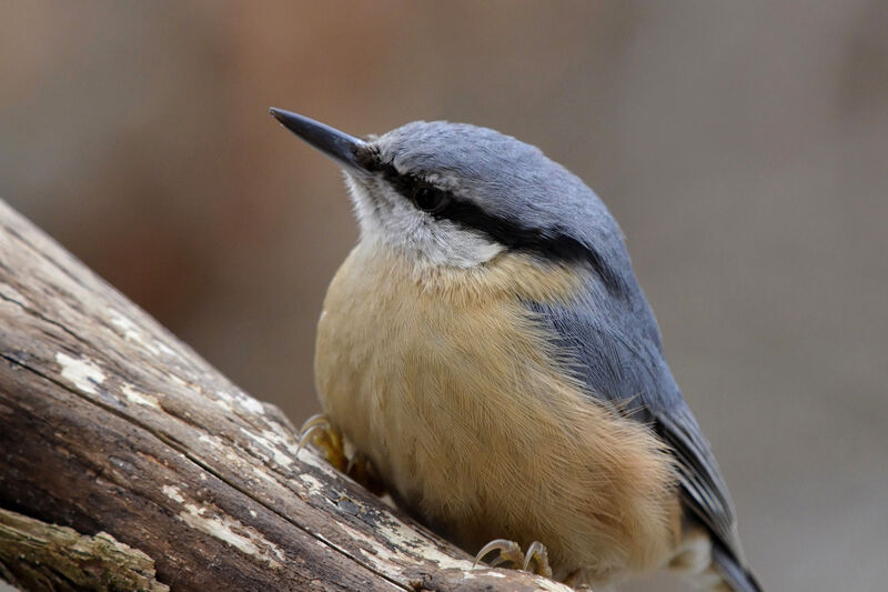 Eurasian Nuthatch