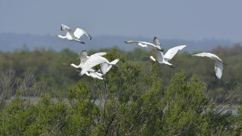 Eurasian Spoonbillimmature, Flight