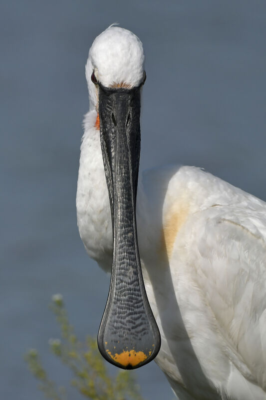 Eurasian Spoonbilladult, close-up portrait