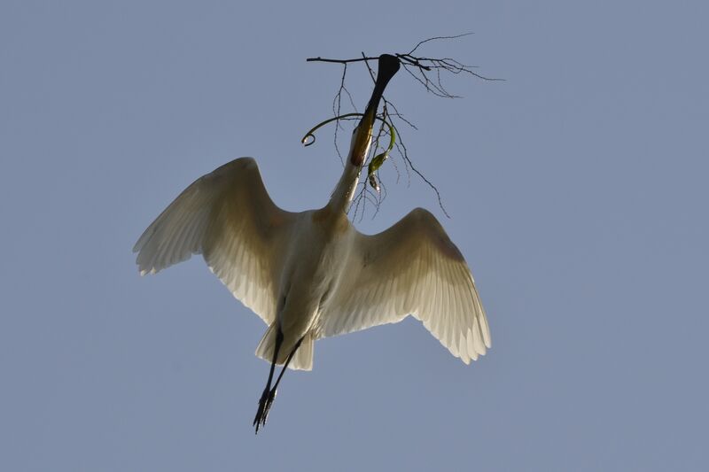 Eurasian Spoonbill, Reproduction-nesting