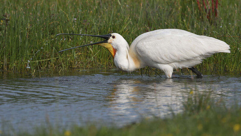 Eurasian Spoonbill, feeding habits, fishing/hunting