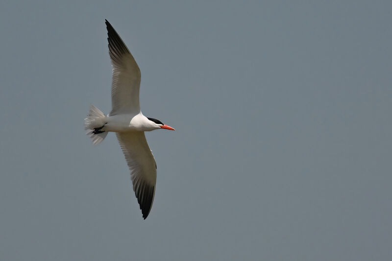 Caspian Ternadult breeding, Flight