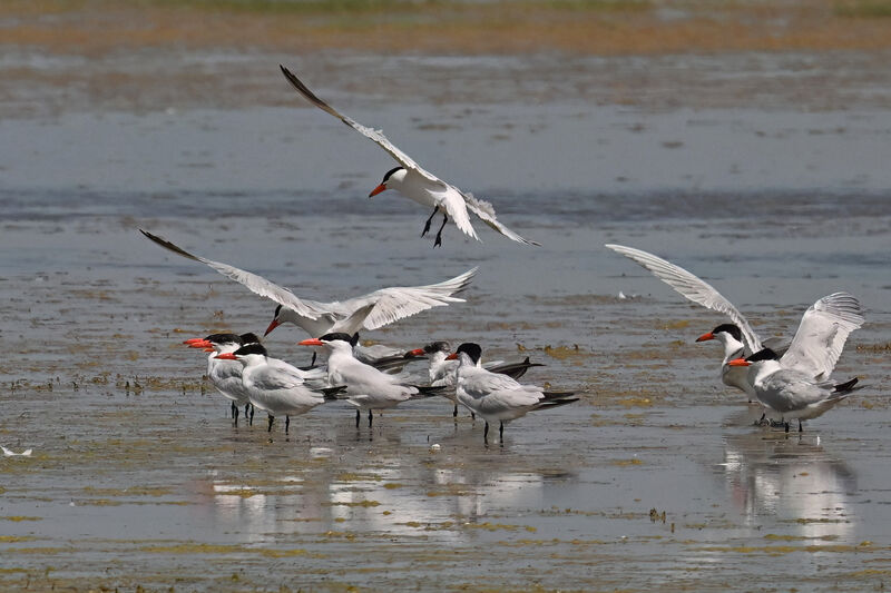 Caspian Tern