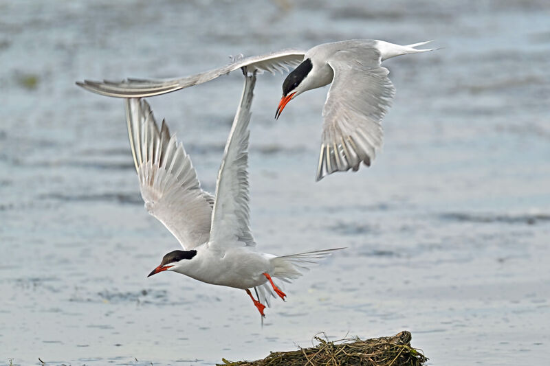 Common Ternadult breeding, Flight