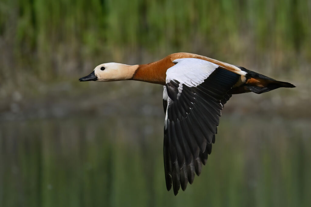Ruddy Shelduck