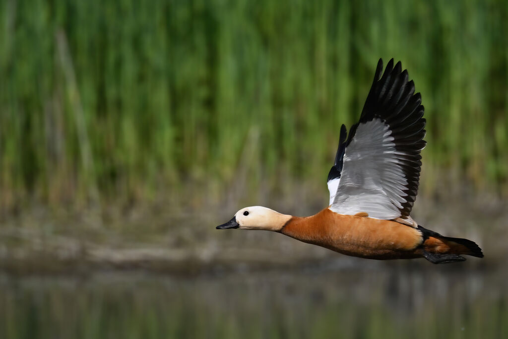 Ruddy Shelduck