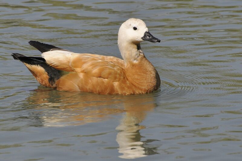 Ruddy Shelduck