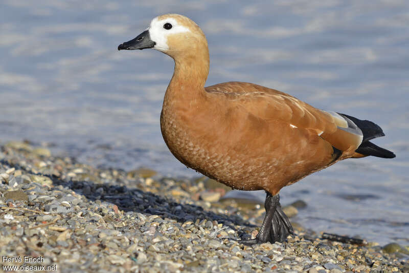 Tadorne casarca femelle adulte, identification