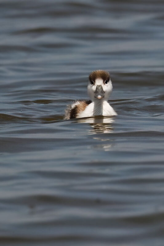 Common ShelduckPoussin, identification