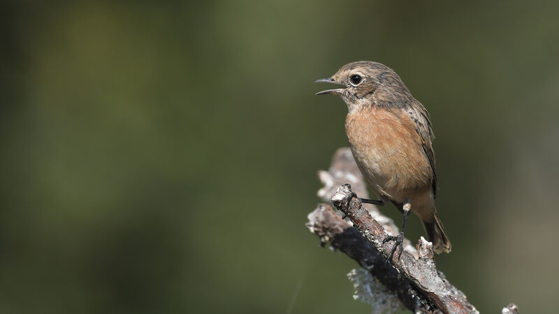 European Stonechat female adult, identification