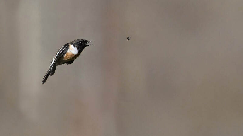 Tarier pâtreadulte, Vol, régime, pêche/chasse