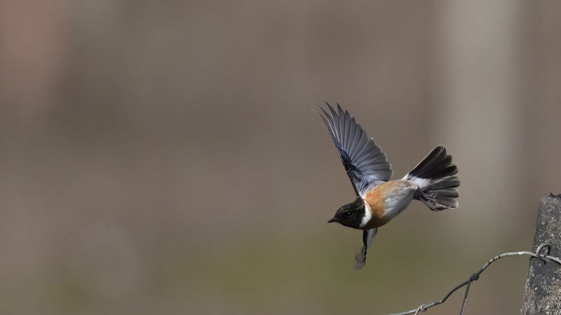 European Stonechat male adult, Flight