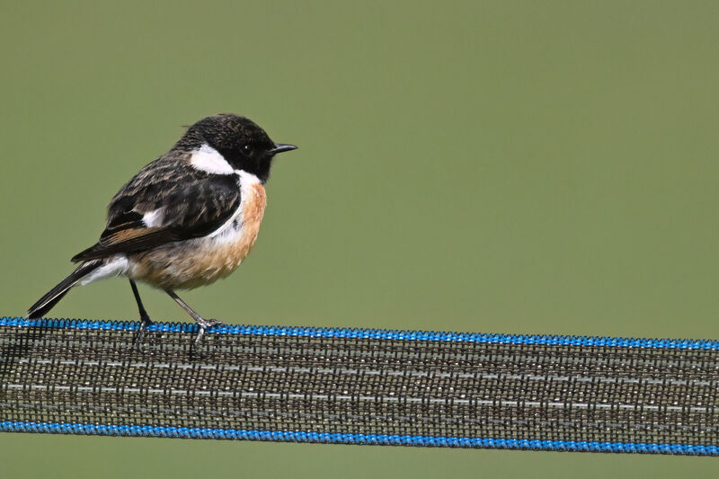 European Stonechat male adult, identification