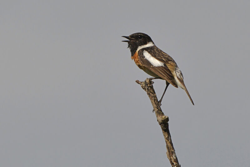 European Stonechat male adult, identification