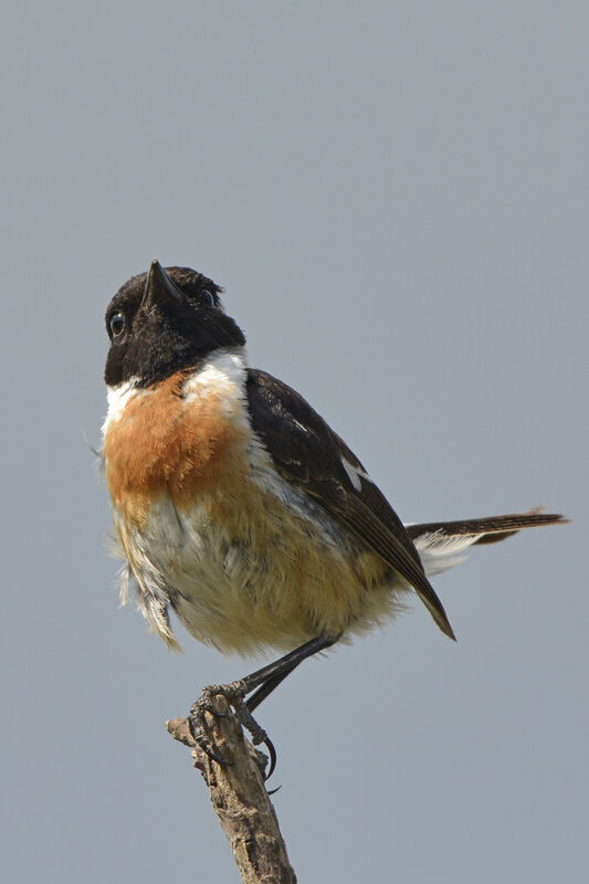 European Stonechat male adult