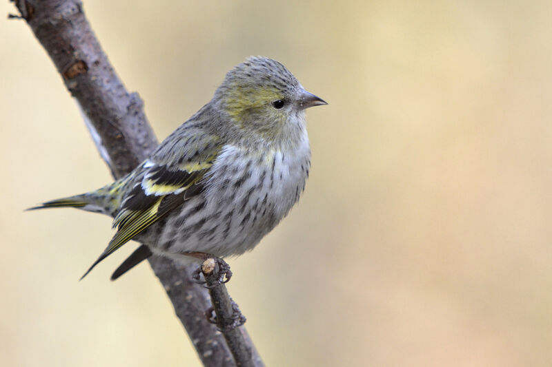 Eurasian Siskin female adult, identification