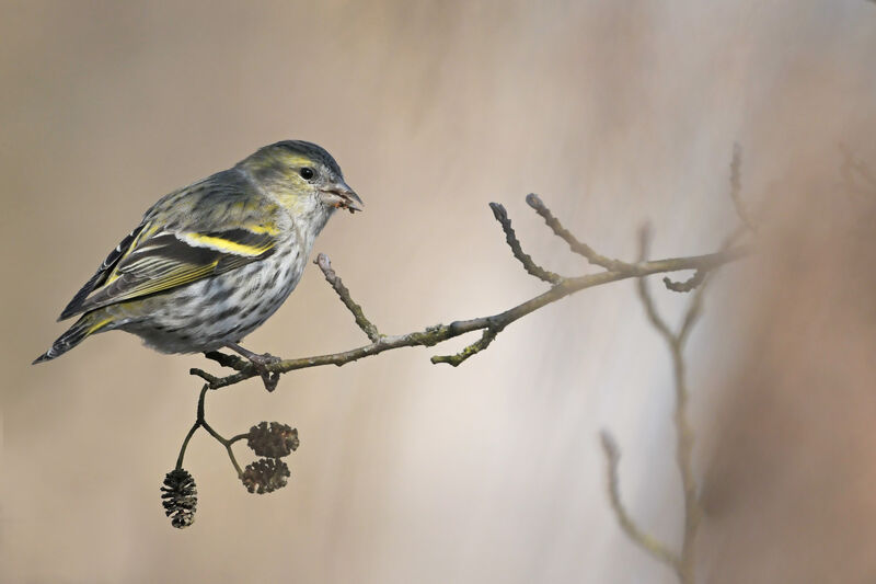 Eurasian Siskin female adult, identification