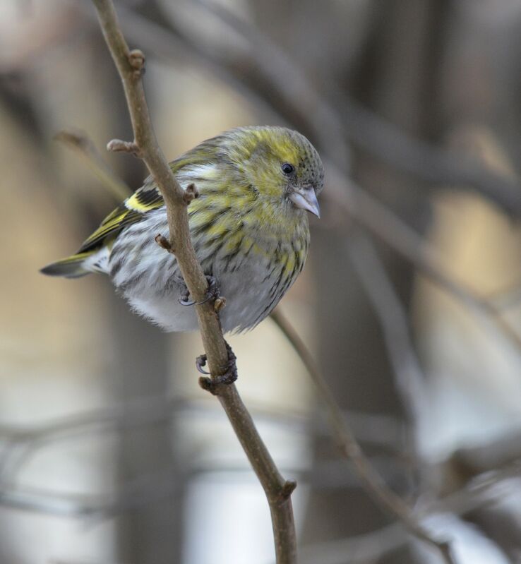 Eurasian Siskin female adult