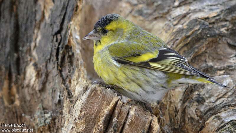 Eurasian Siskin male adult post breeding, identification