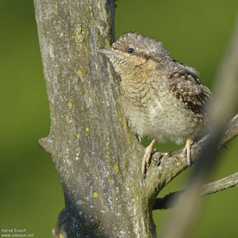 Eurasian Wryneckjuvenile, identification