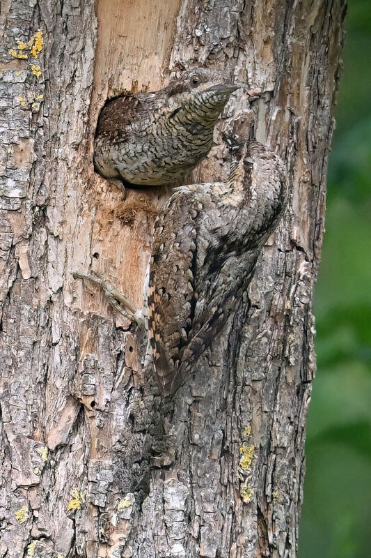 Eurasian Wryneckadult breeding, Reproduction-nesting