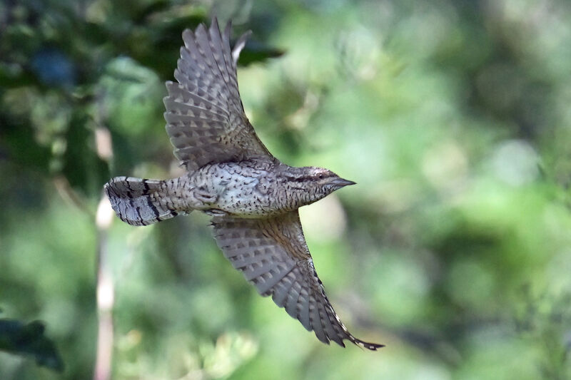 Eurasian Wryneckadult, Flight