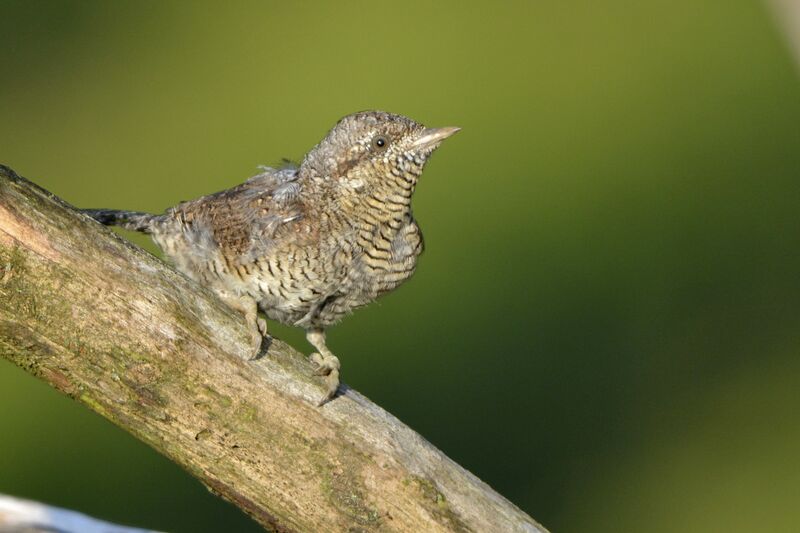 Eurasian Wryneck