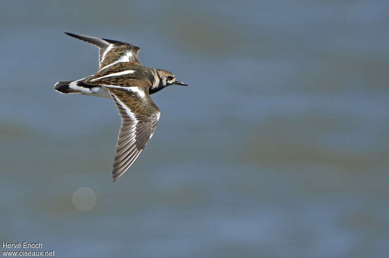 Ruddy Turnstone, Flight