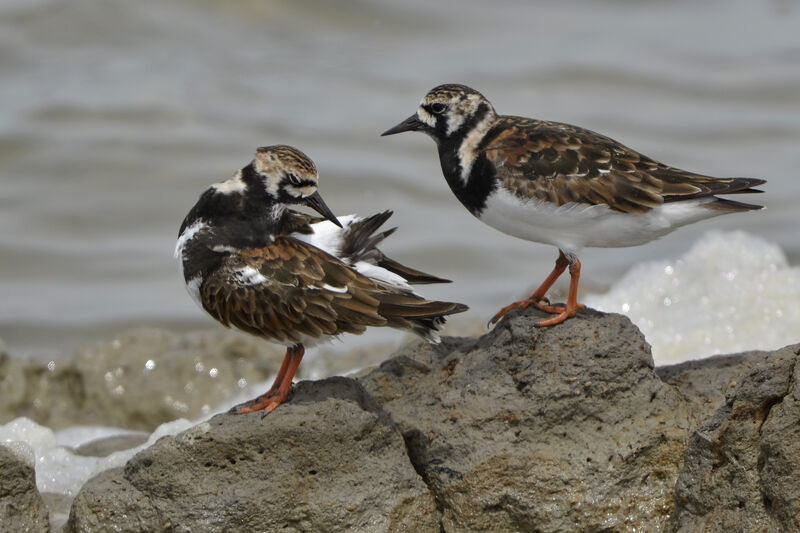 Ruddy Turnstone, identification