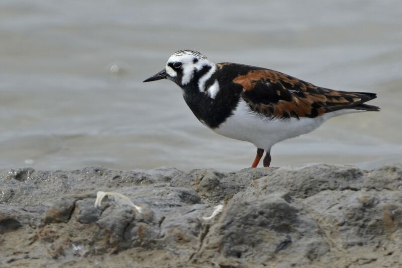 Ruddy Turnstone, identification