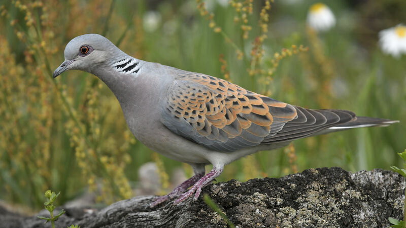 Tourterelle des boisadulte, identification