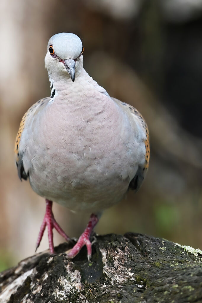 Tourterelle des bois