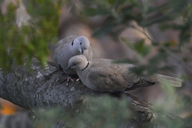 Eurasian Collared Doveadult