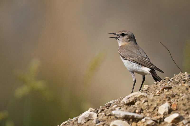 Isabelline Wheatearadult, identification