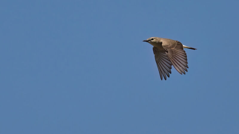 Isabelline Wheatearadult breeding, Flight