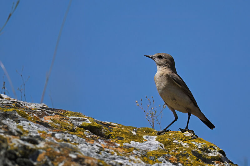 Traquet isabelleadulte, identification