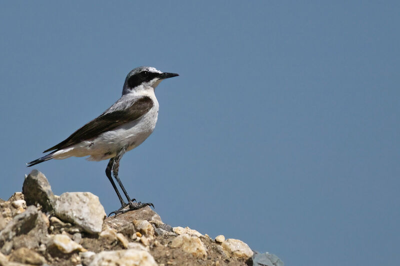 Northern Wheatear male adult breeding, identification