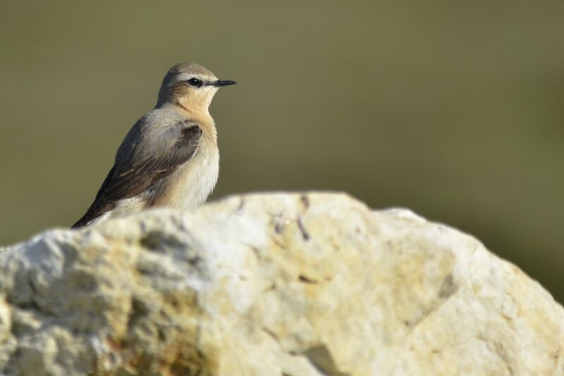 Northern Wheatear