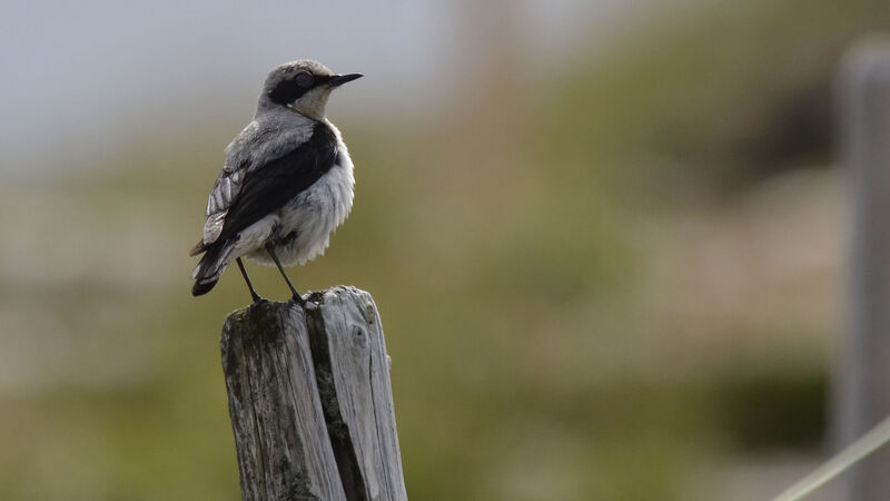 Traquet motteux, identification