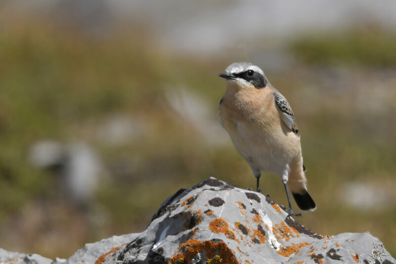 Northern Wheatearadult post breeding, identification