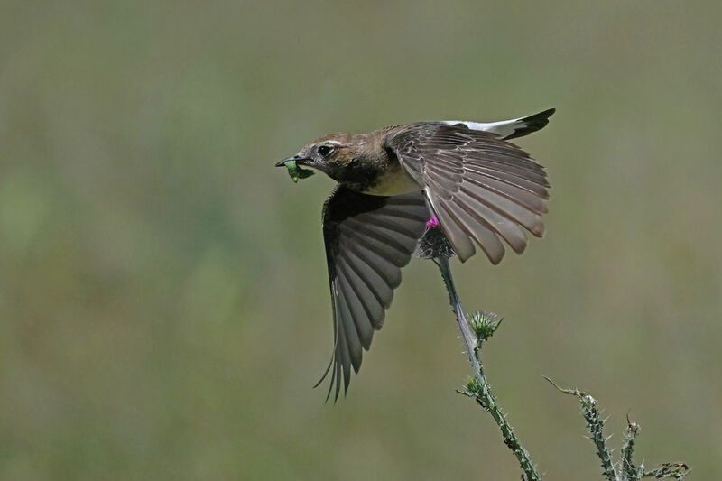 Pied Wheatear female adult breeding, Flight