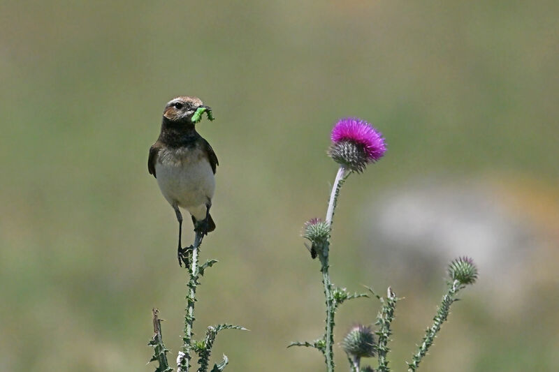 Traquet pie femelle adulte nuptial, identification