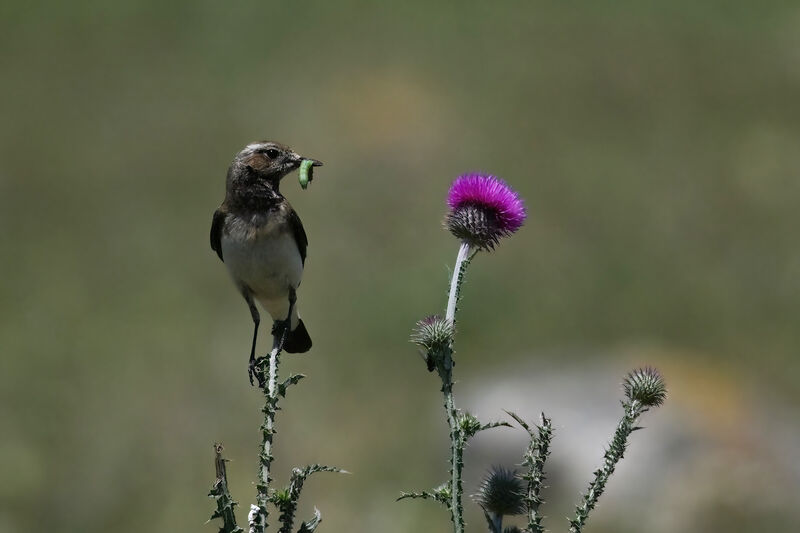 Pied Wheatear female adult breeding, identification