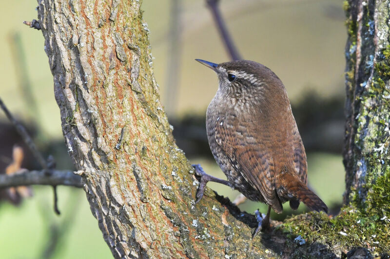 Eurasian Wrenadult, identification