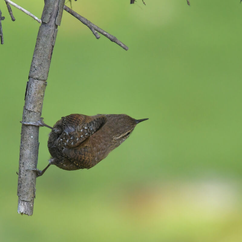 Eurasian Wrenadult, identification