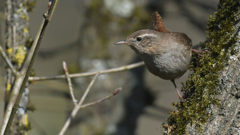 Eurasian Wren male adult, identification