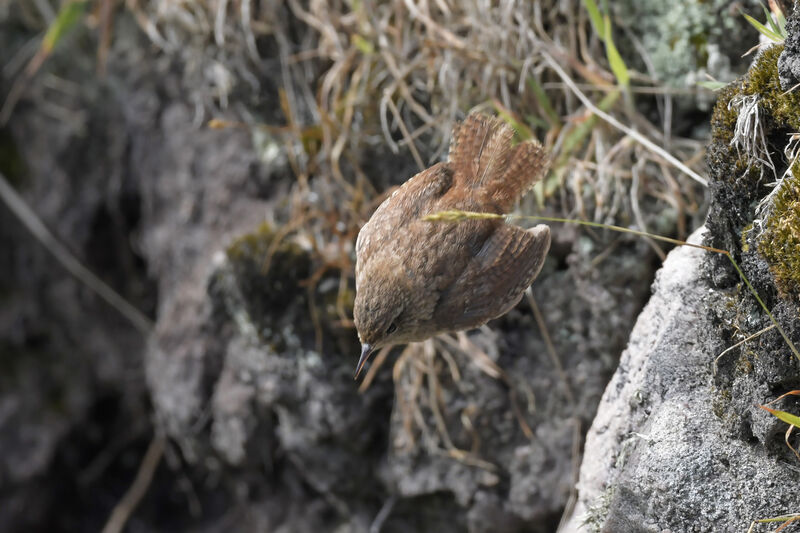 Eurasian Wrenadult, Flight