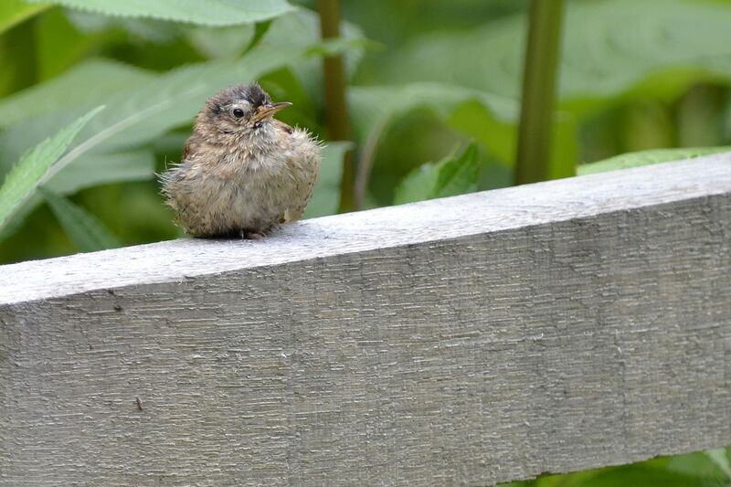 Eurasian Wren