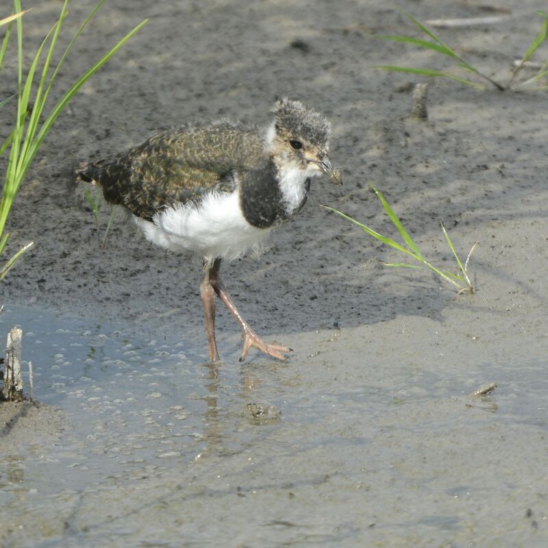 Vanneau huppéjuvénile, identification