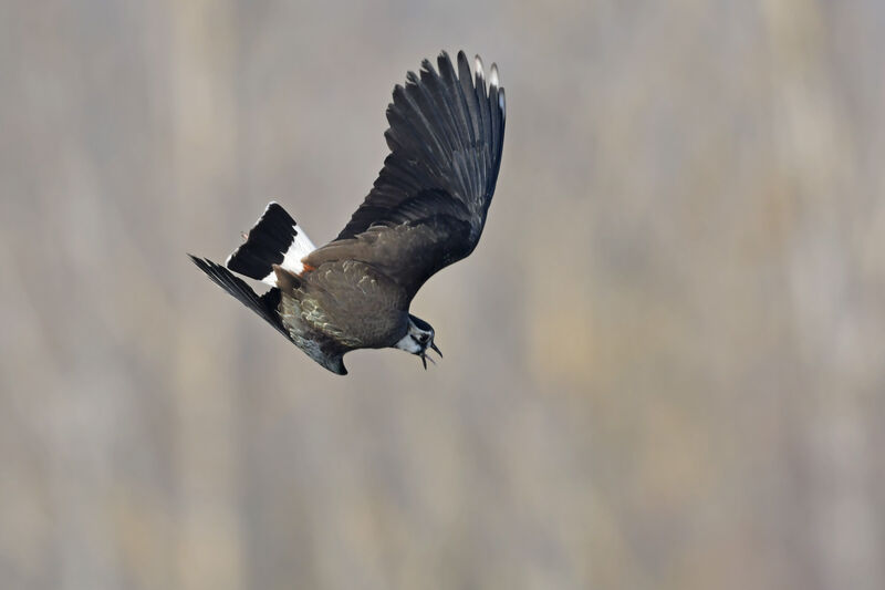 Northern Lapwingadult breeding, Flight